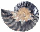 Split Black/Orange Ammonite (Half) - Unusual Coloration #55620-1